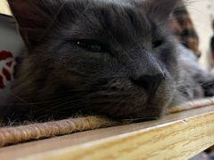 -平行世界·猫咖(首经贸店)