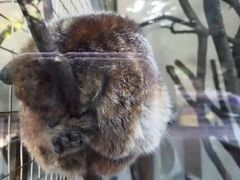 -深圳野生动物园