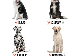 -翊宠yipet猫狗购宠庄园