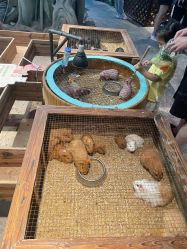 -酷嗒动物文化乐园(cutezoo西溪乐天城店)