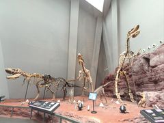 -重庆自然博物馆(新馆)