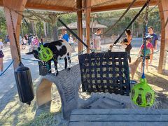 -奥兰多迪士尼动物王国乐园