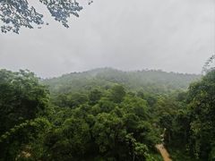 -野象谷景区
