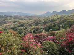 -贵州百里杜鹃风景名胜区