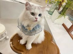 -共舞时光猫咖·狗咖(新街口店)