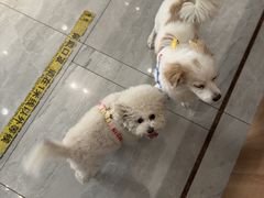 -北京派仕佳德动物医院·超导核磁·CT·神经科·骨科·内外科·急重症管理中心