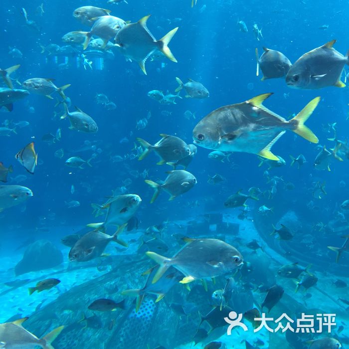 亞特蘭蒂斯失落的空間水族館圖片-北京海洋館-大眾點評網