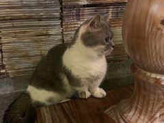 -猫色咖啡·猫咖