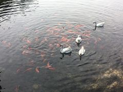 -祁门牯牛降观音堂风景区