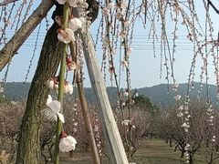 -香雪海
