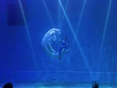 -芜湖新华联大白鲸海洋公园