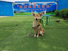 -宠物寄养训练学校