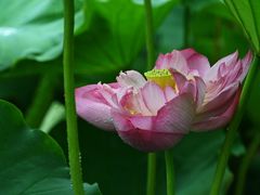 -陈家山荷花公园