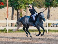 -北京群众马术培训基地