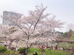 -嘉定紫藤园