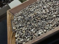 -巴厘岛黄金金兔咖啡工厂