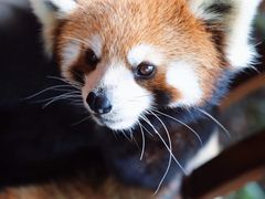 -普洱太阳河森林公园