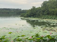 -丁香湖公园