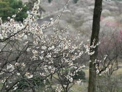-香雪海