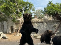 -灵玲国际马戏城