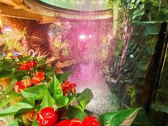 -正佳雨林生态植物园