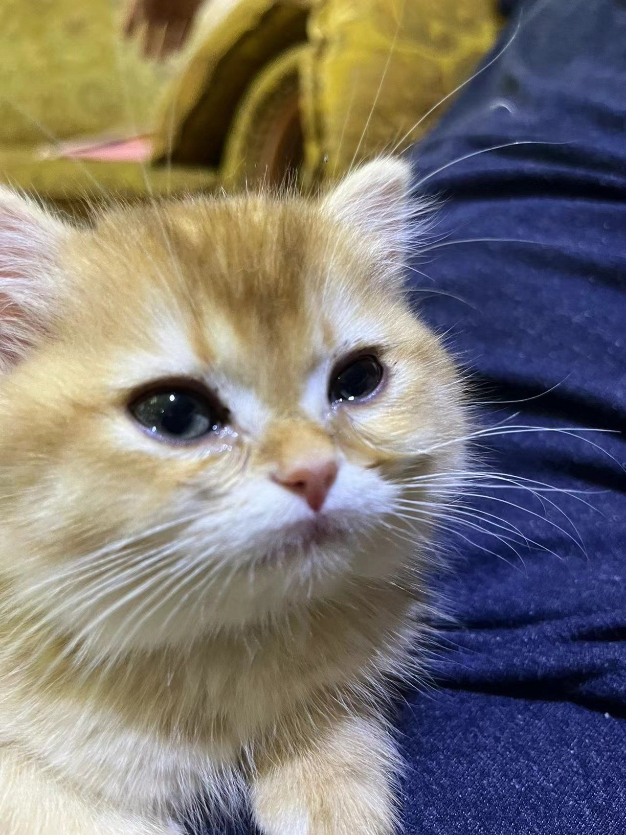 猫咪为何流泪?