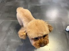 -爱宠屋pet shop·宠物洗澡·宠物美容