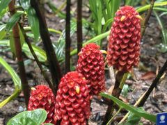 -中国科学院西双版纳热带植物园