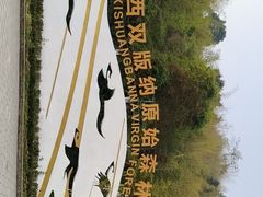 -西双版纳原始森林公园