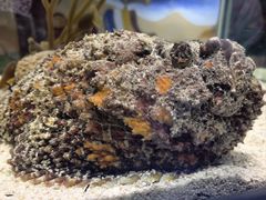 -太平洋海底世界