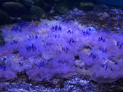 -瑞普利水族馆