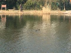 -新江湾城公园