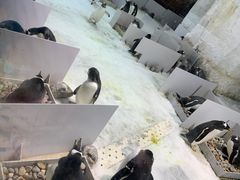 -大连圣亚海洋世界