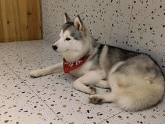-Husky Go!哈士奇体验馆·宠物咖啡厅狗咖