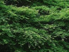 -杭州植物园
