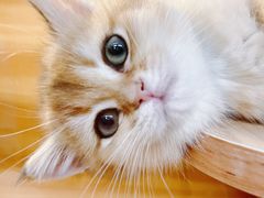 -猫十亿·布偶金渐层·曼基康矮脚猫舍(青年路店)