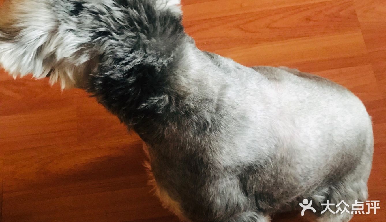 自从狗子把毛剃秃了，发现它真胖啊…