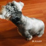 自从狗子把毛剃秃了，发现它真胖啊…