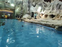 -帝企鹅自助餐厅•儿童岛•真企鹅(长隆企鹅酒店)