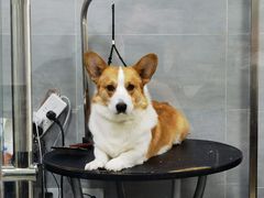 -宠福鑫康馨动物医院·骨科·眼科