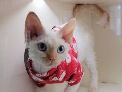 -十年猫舍·猫咪专门店(普陀店)