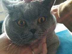 -瑞派·关忠动物医院·猫专科·犬专科(三环新城店)