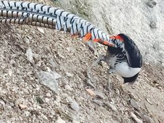 iphone_upload_pic-百鸟园