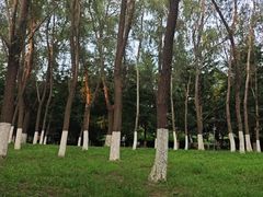 -长白岛森林公园