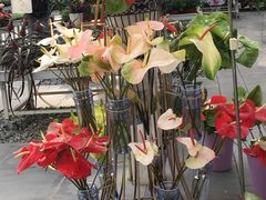 -上海鲜花港