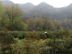 -龙井壹号·茶缘山景宴(龙井村店)
