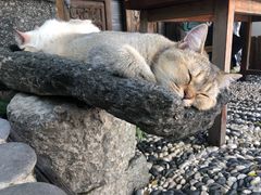 -喵屿·大理花园猫咖