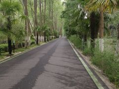 -合肥滨湖国家森林公园