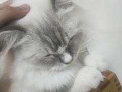 -Heymao猫咖.咖啡厅(东门店)