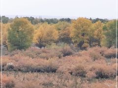 -金塔沙漠胡杨林景区
